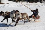 Конкурс оленеводов Югры