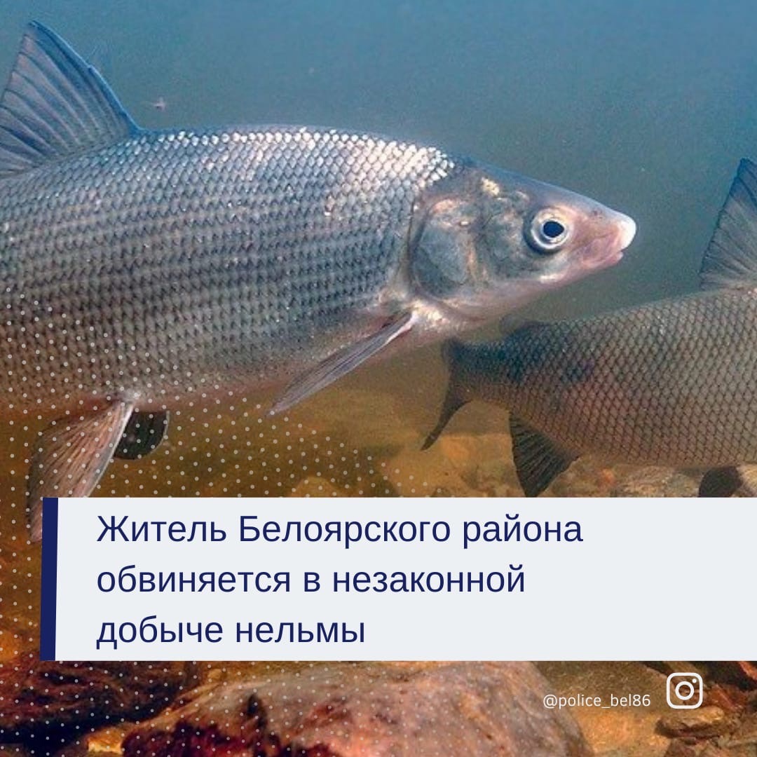 Житель Белоярского района обвиняется в незаконной добыче нефти Житель Белоярского района обвиняется в незаконной добыче нефти